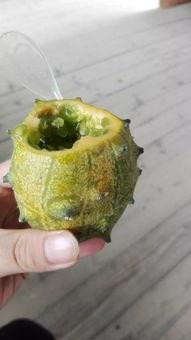 桂林吃货网的瓜